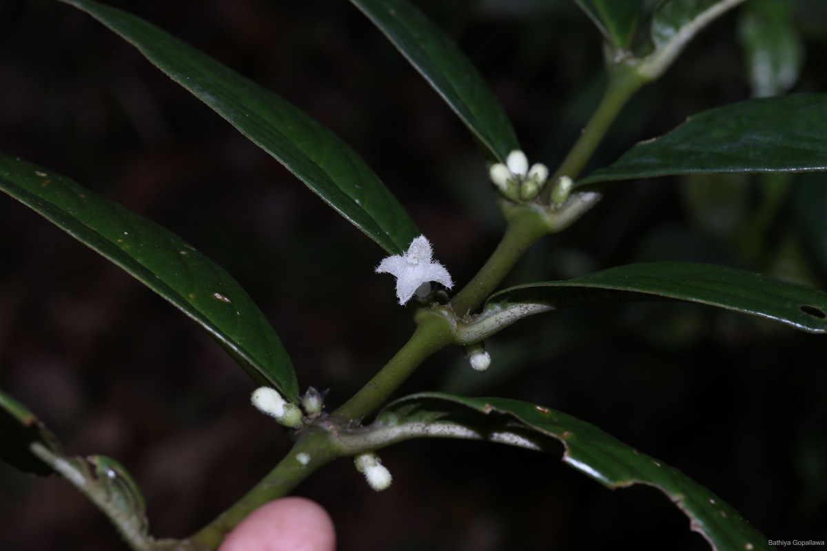 Lasianthus thwaitesii Hook.f.